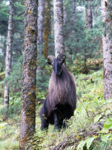 Himalayan tahr (Hemitragus jemlahicus) close to Namche bazaar in the Khumbu region
