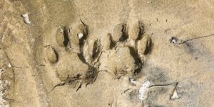Tiger paw prints in Parsa National park in Nepal