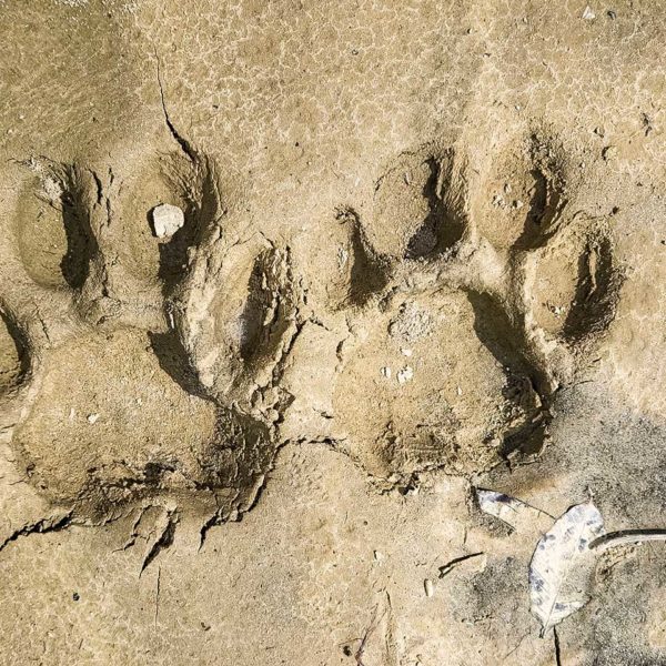 Tiger paw prints in Parsa National park in Nepal