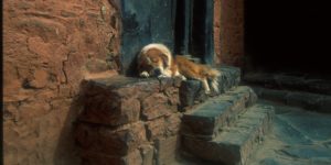 Dog sleeping on a step inside the Tashi Lumpho Monastery complex in Shigatse, Tibet